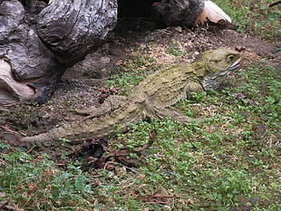 stock photography of green iguana on green grass