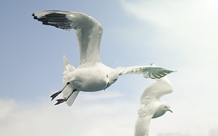 two white bird flying under cloudy sky
