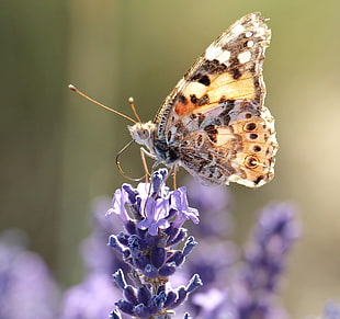 selective photo of brown butterfly on purple flower buds