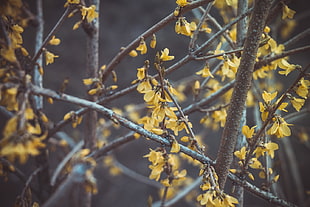 yellow leaf tree, spring, flowers, Latvia, Riga