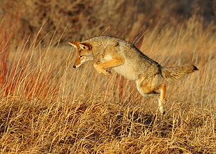 beige and grey wolf jumped over brown grass, coyote