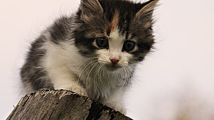 calico cat on tree stump during daytime HD wallpaper