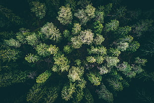 green tress, landscape, wood, forest, drone photo HD wallpaper