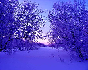 purple trees covered with snow during winter HD wallpaper
