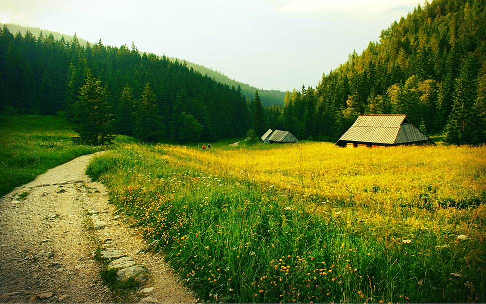green grass field HD wallpaper