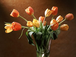 bouquet of tulips HD wallpaper