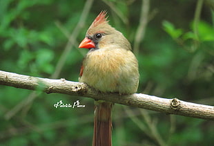 gray and red short-beak bird on tree branch in closeup photography