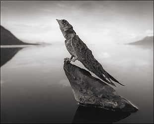 gray bird, birds, salt lakes HD wallpaper