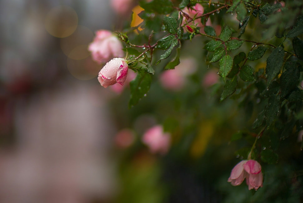 selective focus photography of pink rose, macro, flowers, rose, depth of field HD wallpaper