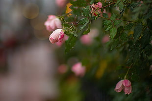 selective focus photography of pink rose, macro, flowers, rose, depth of field