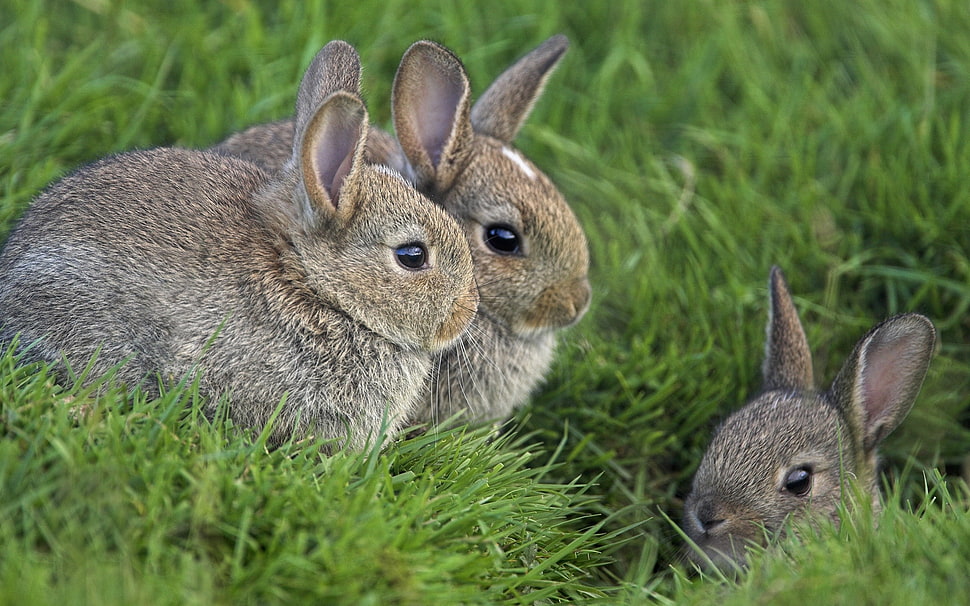 three gray rabbits HD wallpaper