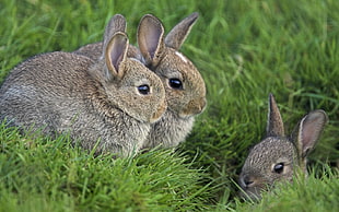 three gray rabbits