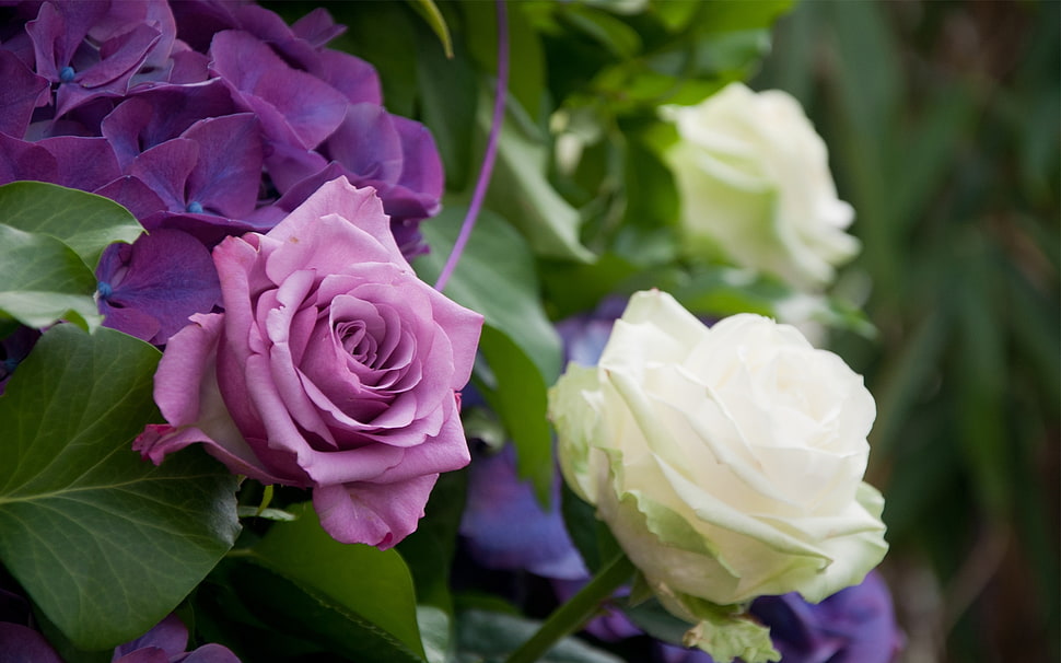 white and pink roses HD wallpaper