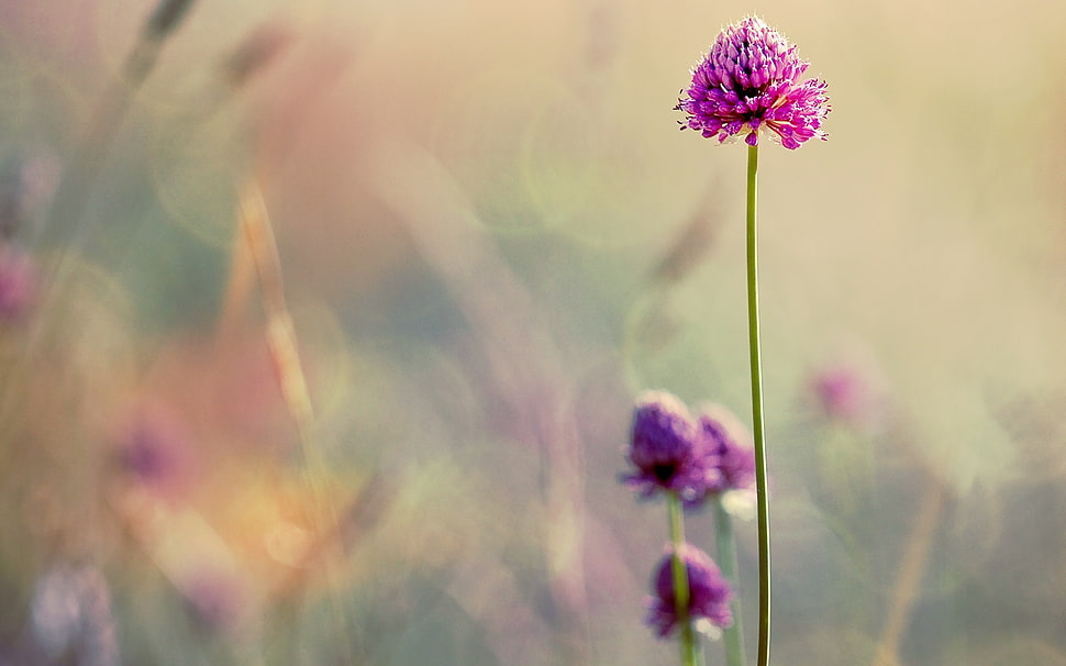 purple flower photo during daytime HD wallpaper