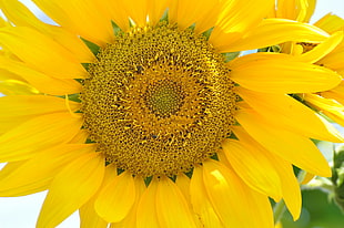 yellow sunflower HD wallpaper