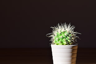 close up photo of a barrel cactus in pot