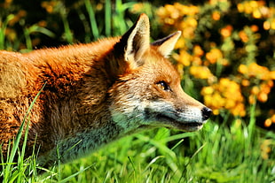 photo of brown fox on green grass beside yellow flowers