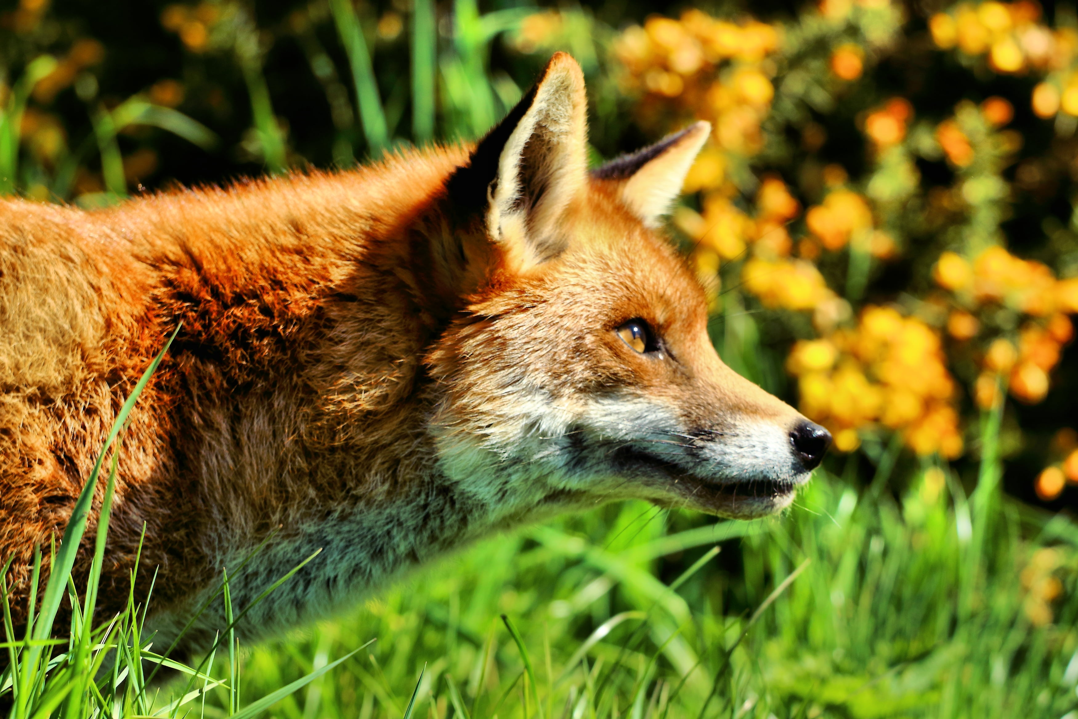 Flower foxes. Лиса. Желтая лиса. Оранжевая лиса. Лиса в живой природе.