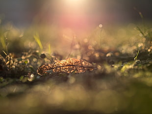 brown leaves on green grass field during daytime HD wallpaper