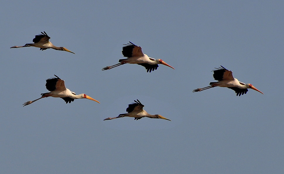 five long-beak white birds flying HD wallpaper