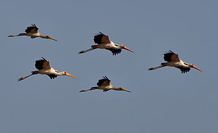 five long-beak white birds flying
