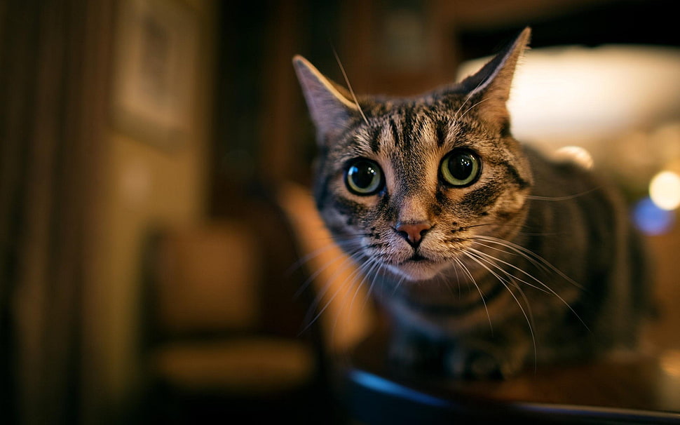 brown tabby cat, animals, cat HD wallpaper