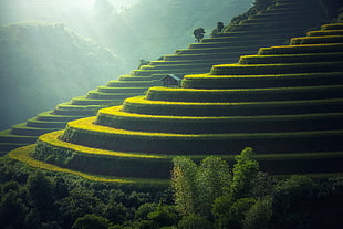 photography of rice terraces HD wallpaper