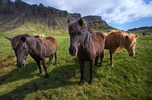 three brown horse on green grass field