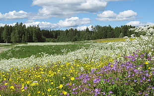 yellow, white, and purple petaled flower field during daytime