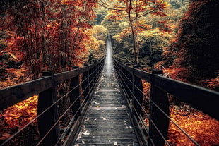 brown wooden bridge towards green trees