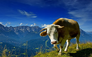 white and brown cow, cow, mountains, animals