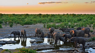 panoramic photography of group of elephants