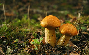two orange mushrooms with green leaves