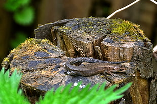 brown reptile on tree