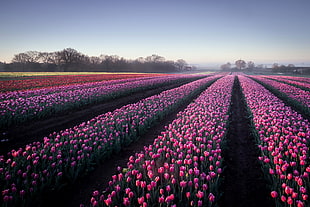 bed of pink tulips, field, landscape, flowers, tulips