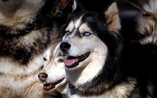 black and brown Siberian Huskies, animals, dog