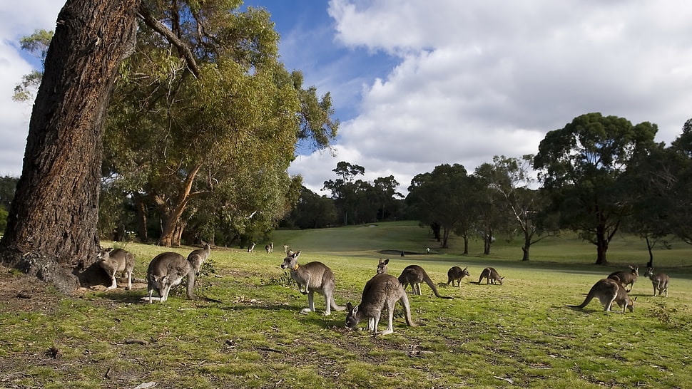 gray kangaroo on green grass field near trees HD wallpaper