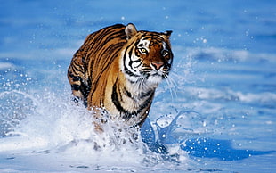 close up photography of tiger on body of water
