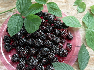 blackberries lot