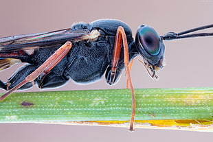 black wasp on green stem
