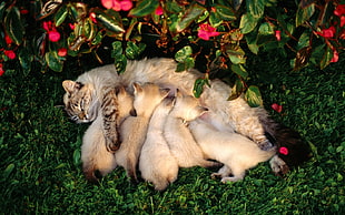 cat laying on grass with five kittens