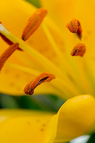 selective focus photography of flower pollens