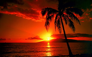 coconut palm, sunset, landscape