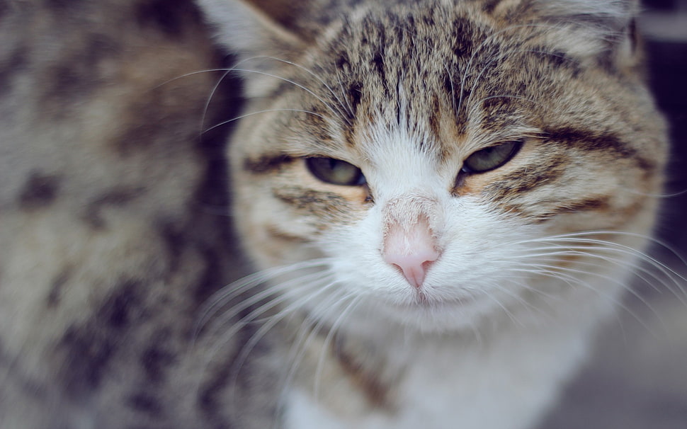 silver tabby cat HD wallpaper