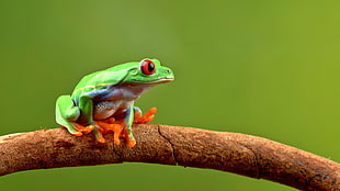 green toad on branch HD wallpaper