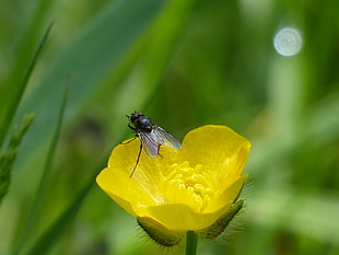 Fly on yellow petaled flower, buttercup