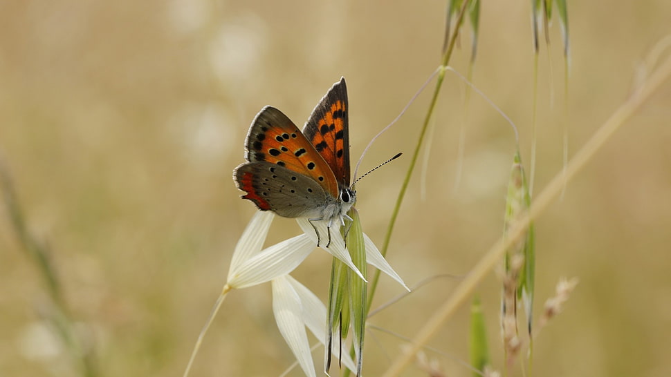 orange butterfly, butterfly HD wallpaper
