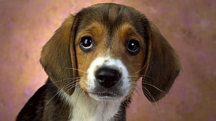 tricolor Beagle puppy HD wallpaper