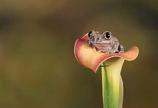 brown frog on red and yellow Calla Lily close-up photo