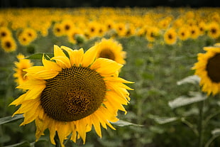 selective photo of yellow Sunflower, sunflowers HD wallpaper